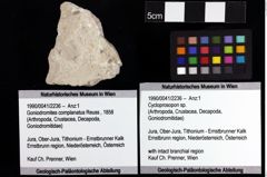 Foto (Objket + Etiketten) von Cycloprosopon sp. 